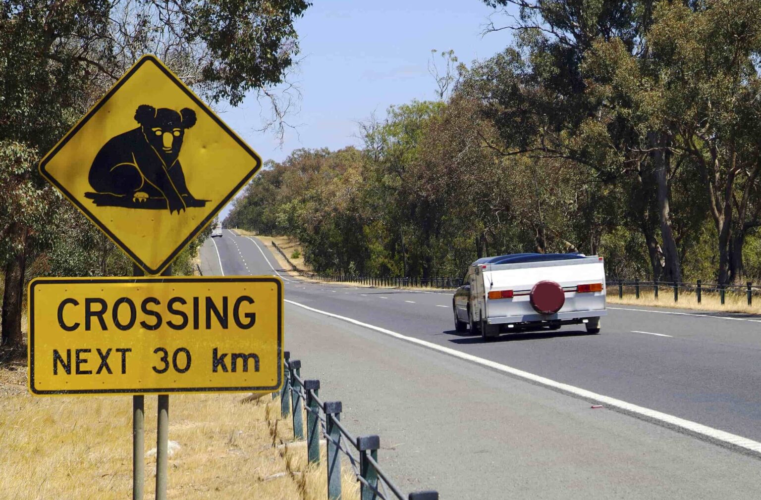 What To Do If You Hit An Animal While Driving What To Do If You Hit